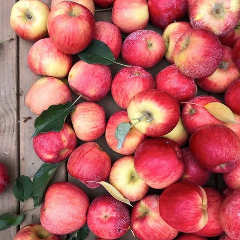 autumn glory apples