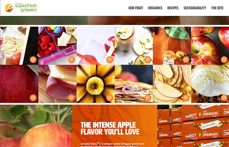 autumn glory apple website