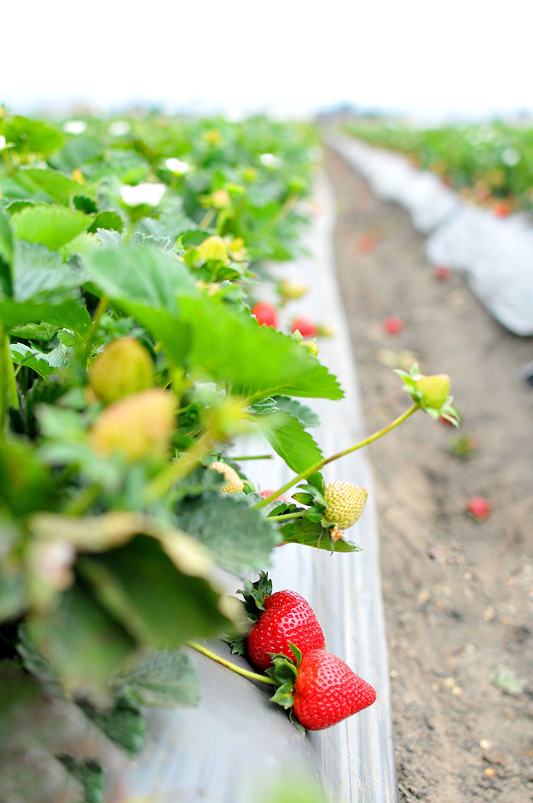 strawberry fields in california
