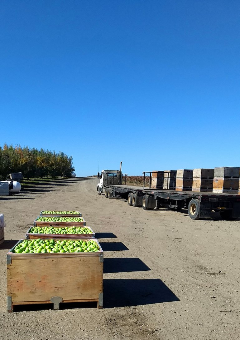 granny smith apple picking in bins