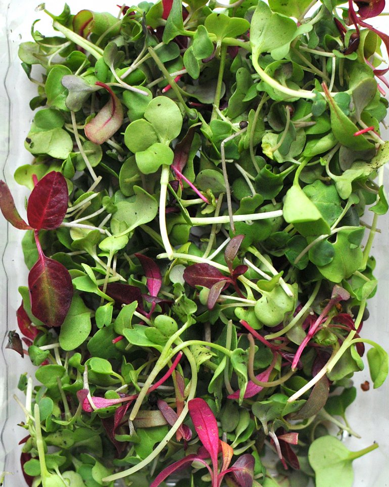 spring micro greens